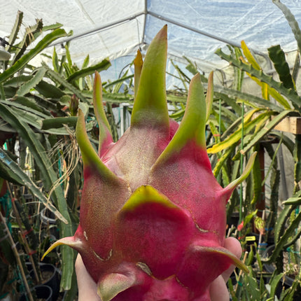 Vietnamese Giant White dragon fruit cutting and rooted plant