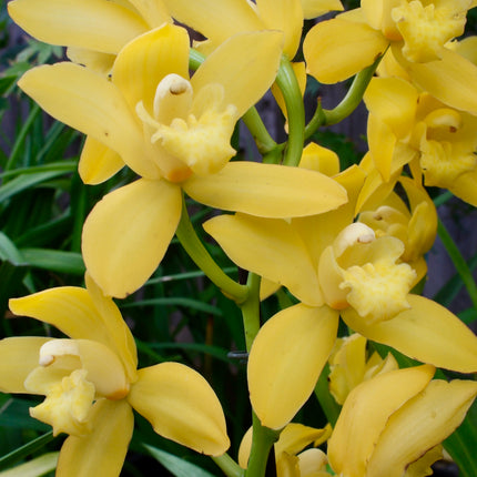 Yellow Cymbidium (Yellow Boat Orchid) live plant