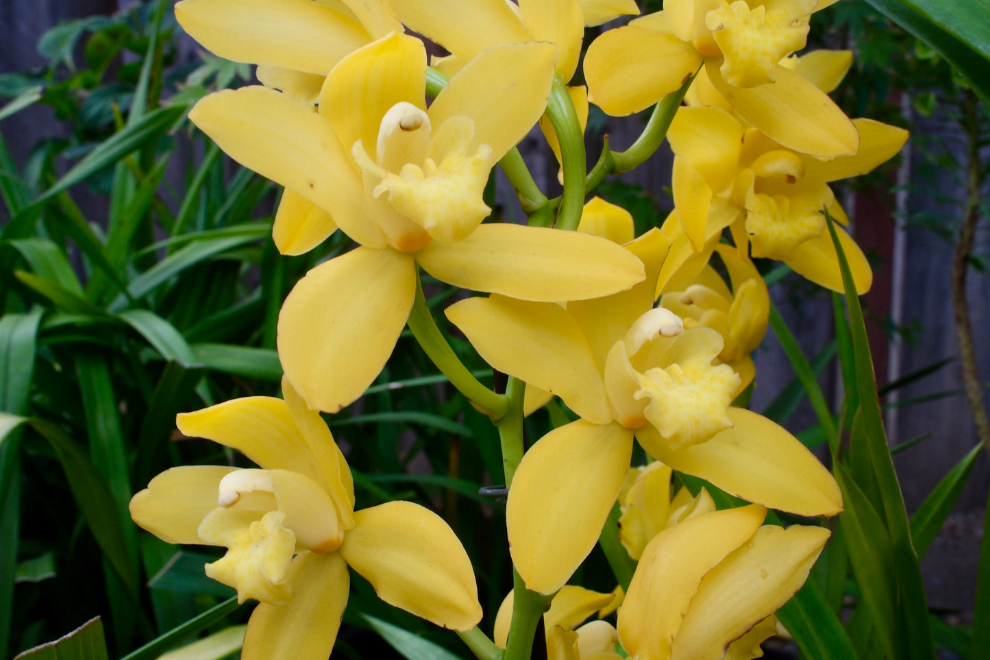 Yellow Cymbidium (Yellow Boat Orchid) live plant