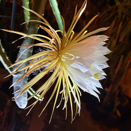 Princess of the Night cactus live cuttings (12”)
