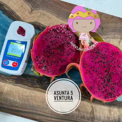 Asunta 5 Ventura