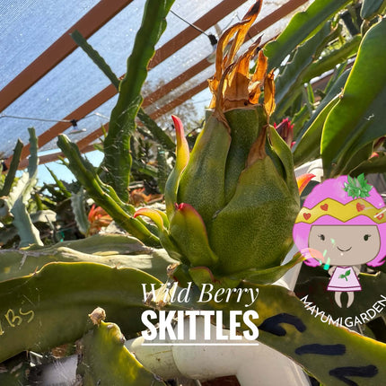 Wild Berry Skittles Dragon Fruit 🌵🍓