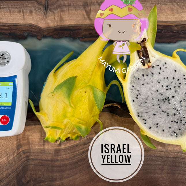 Israel Yellow 🌟