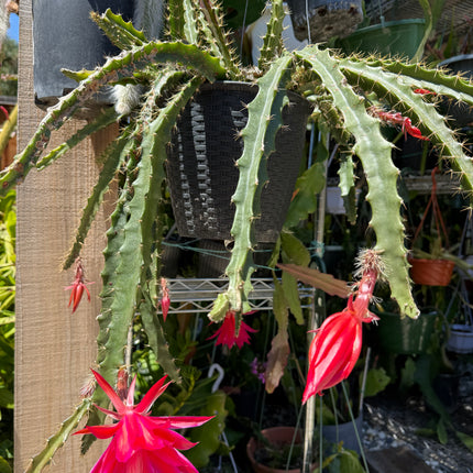 Lucifer Paetz Aporophyllum live cutting