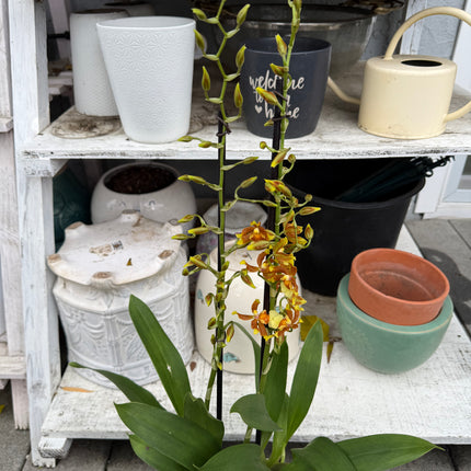 Dancing-Lady Orchid (Tolumnia Orchids-Equitant Oncidiums) live plants