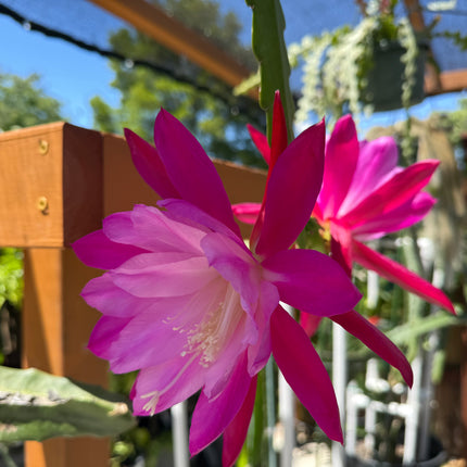 Epiphyllum “Masada”, “Padre” & Zeus-XL rare cuttings 12"