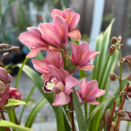 Hybrid 12 Red Cymbidium Orchid (boat orchid) live plant
