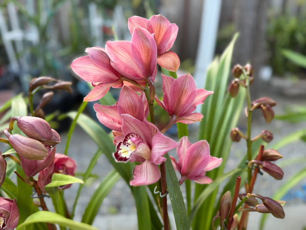 Banner image for: <h3>Cymbidium Orchids</h3>