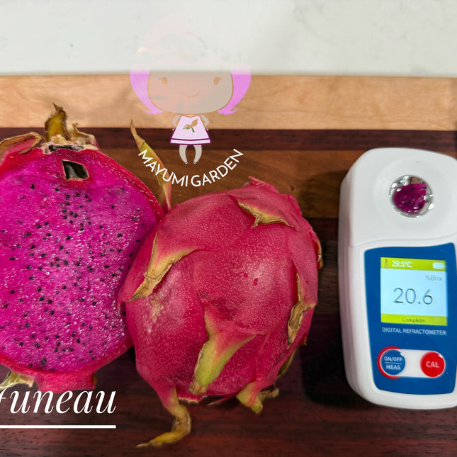 Juneau dragon fruit live cutting