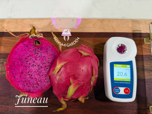 Juneau dragon fruit live cutting