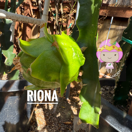 Riona Dragon Fruit live cutting (12")