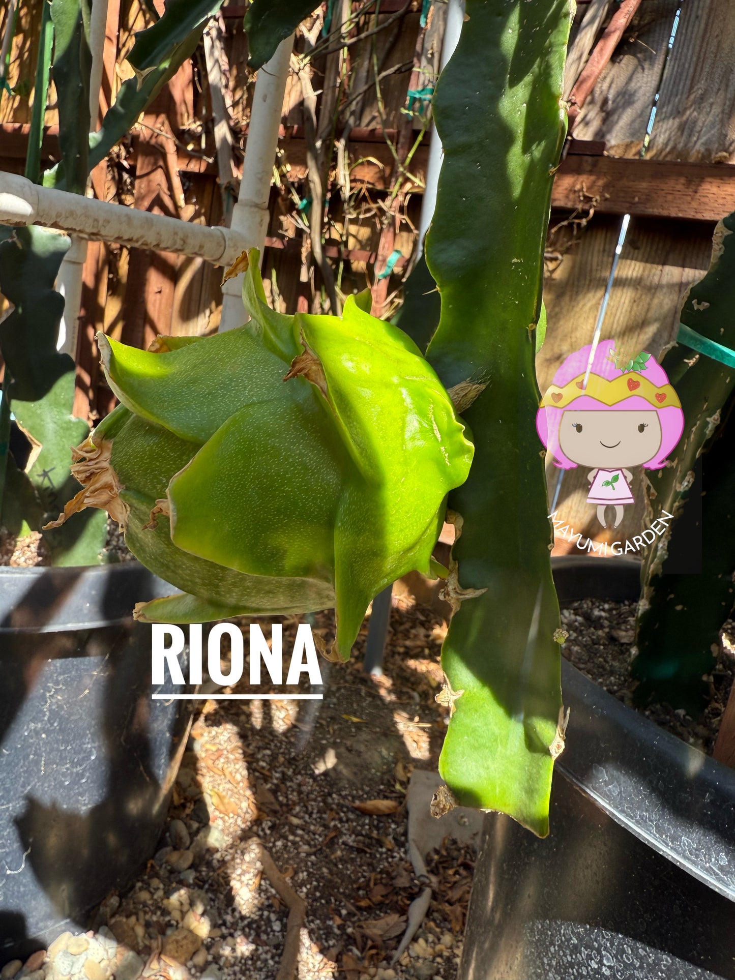 Riona Dragon Fruit live cutting (12")
