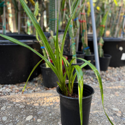 Yellow Cymbidium (Yellow Boat Orchid) live plant