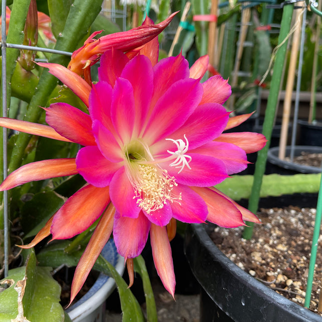 Jeffrey Kida Epiphyllum