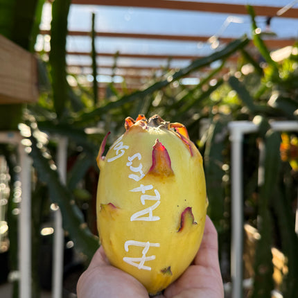 Asunta 7 Aztec Gold (Yellow Skin White Flesh) grafted plant