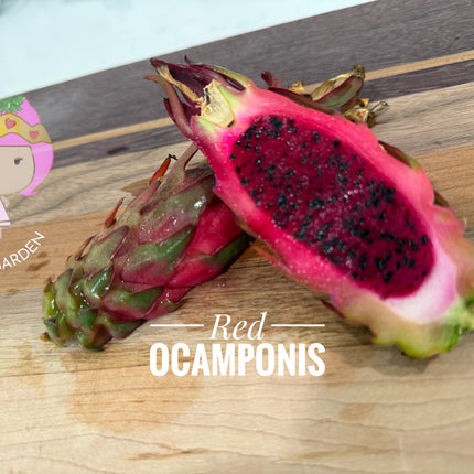 Red Ocamponis Dragon Fruit Cutting
