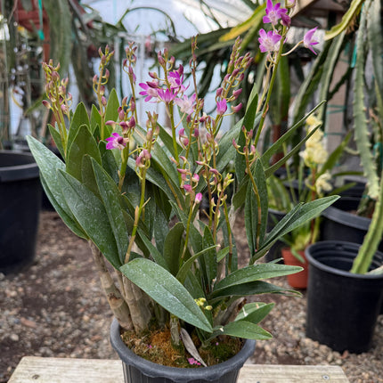 Purple Phalaenopsis Hybrid Live Plant