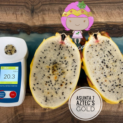 Asunta 7 Aztec Gold (Yellow Skin White Flesh) grafted plant