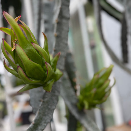 Venus dragon fruit live cuttings