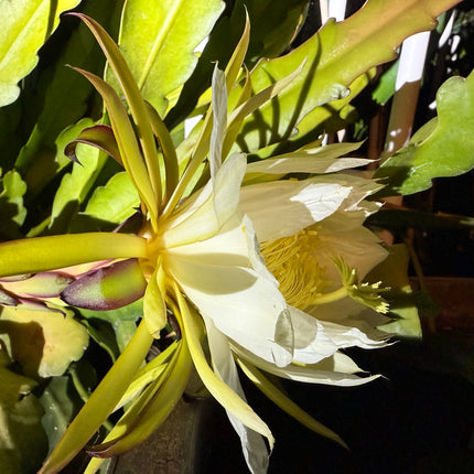 Red Ocamponis Dragon Fruit Cutting