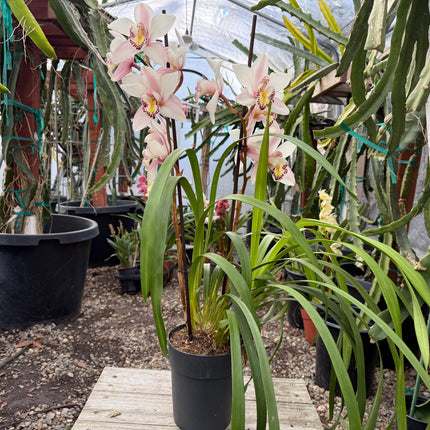 Cymbidium ‘Pink Ice’ (Pink boat orchid) live plant