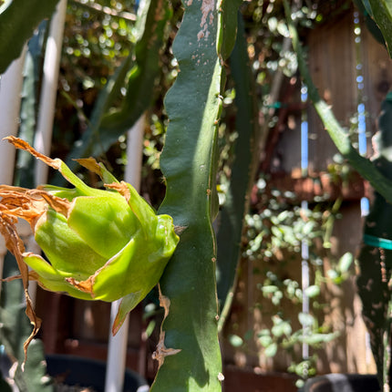 Riona Dragon Fruit live cutting (12")