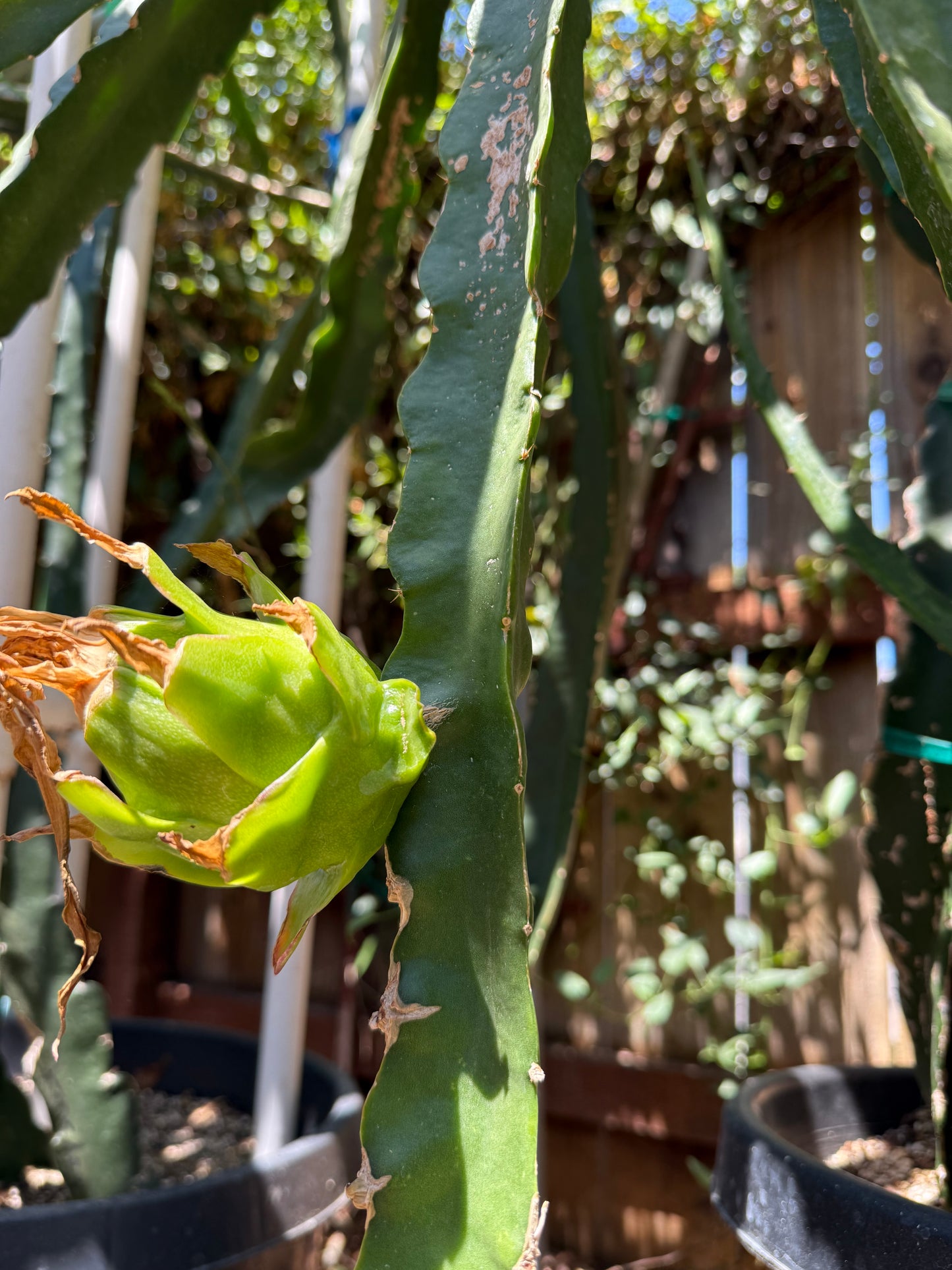 Riona Dragon Fruit live cutting (12")