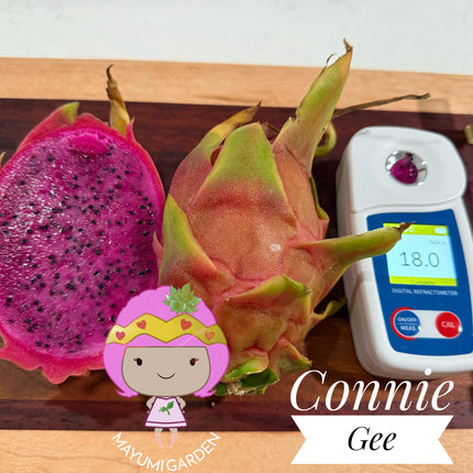 Connie Gee (Don Burnett hybrid)  dragon fruit cuttings (12" or longer)