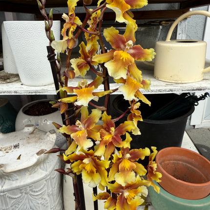 Dancing-Lady Orchid (Ons. Catatante ‘Orange Kiss’)