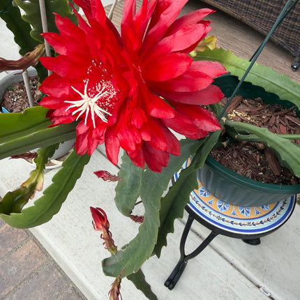 Kiwi Playboy Epiphyllum (rare) live cutting