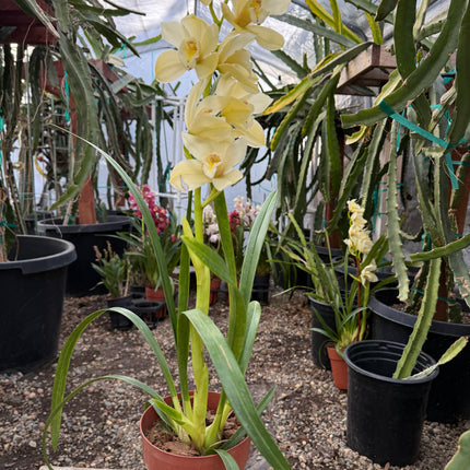 Cymbidium Foxfire Mini Pharaoh 'Malcome' cross hybrid live plant