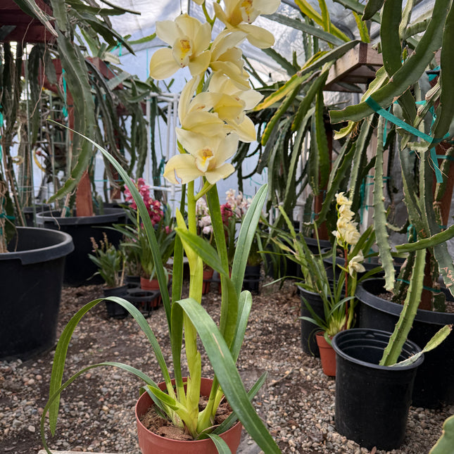 Cymbidium Foxfire Mini Pharaoh 'Malcome' cross hybrid live plant