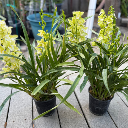 Cymbidium Orchid Sarah Jean "Jennifer" (Miniature Boat Orchid Lime Green) live plant