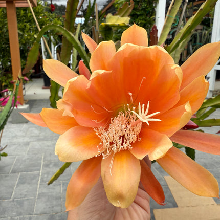 King Midas Epiphyllum live cutting