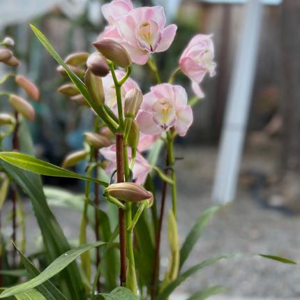 Cymbidium Orchid Blush Pink (Pink Boat Orchid) live plant