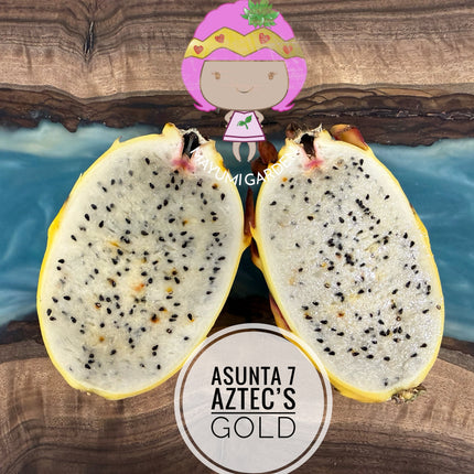 Asunta 7 Aztec Gold (Yellow Skin White Flesh) grafted plant