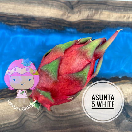 Asunta 5 White