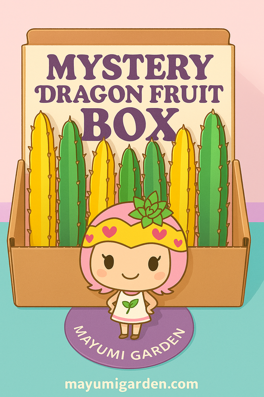 Dragon Fruit Cuttings Mystery Box