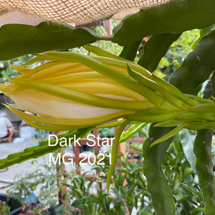 Dark Star dragon fruit live cutting 12"