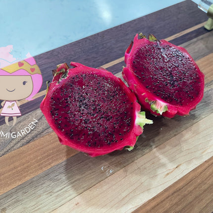 Rainbow Dragon Fruit live cutting 12"
