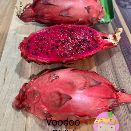 Voodoo Child dragon fruit live cuttings and rooted plants
