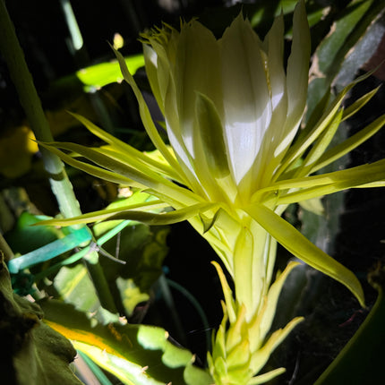 Rare Variegated Undatus Dragon Fruit