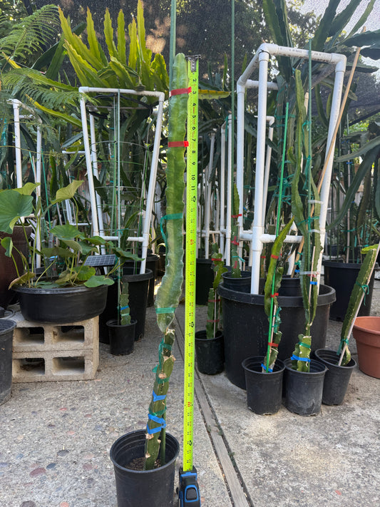 Wild Berry Skittles (Asunta 6-2) grafted Dragon Fruit live plant