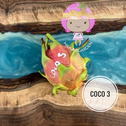 Coco 3