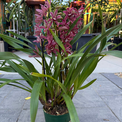Cymbidium ensifolium (Burgundy)