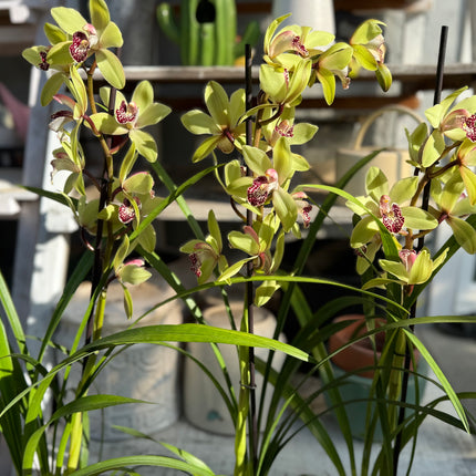 Cymbidium Peter Pan (Green Boat Orchid) live plant