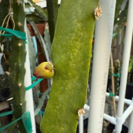 🌟 Stella Dragon Fruit Cutting (Don Burnett Hybrid)