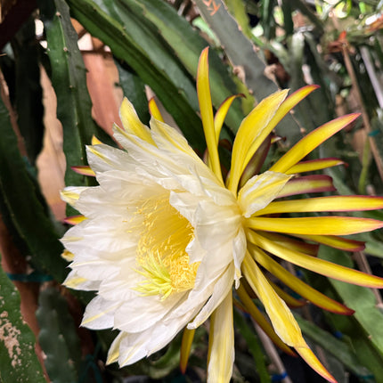 Kraken (Erongka- Purple Ocamponis) dragon fruit live cuttings 12”