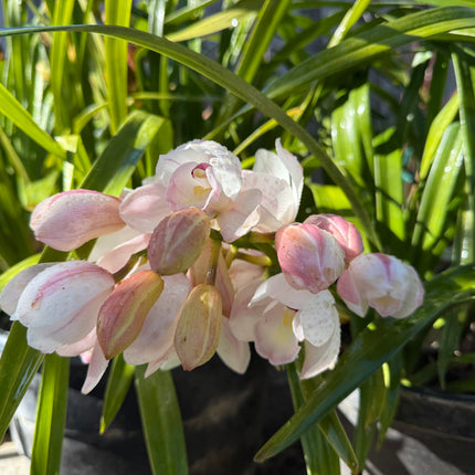 Cymbidium Barrita Sanguine “Pale Pink” live plant