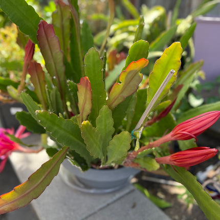 Circus Circus Epiphyllum live cuttings
